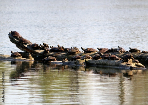 Obraz Turtles on Log