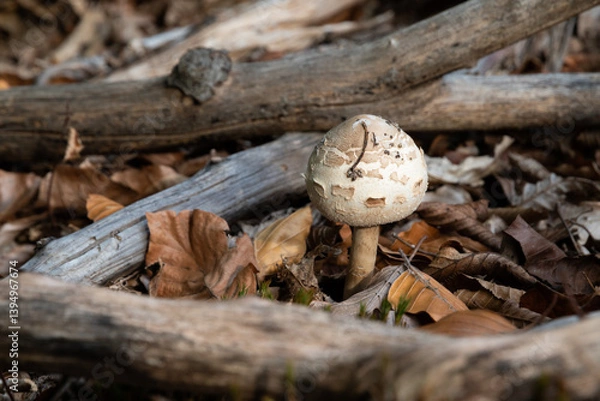 Fototapeta Parasol mushroom among naked branches close up, young edible macrolepiota procera on forest floor framed with dry tree branches