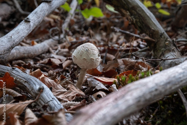 Fototapeta Parasol mushroom among naked branches close up, young edible macrolepiota procera on forest floor framed with dry tree branches
