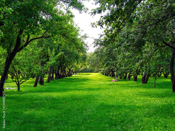 Obraz Apple orchards in the Kolomenskoye Museum-Reserve, Moscow in summer