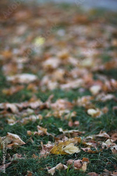 Fototapeta Fallen leaves