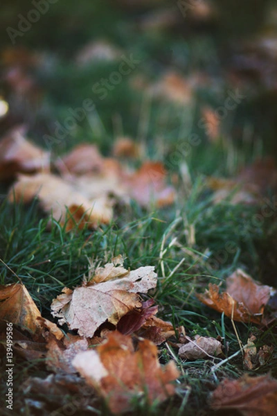 Fototapeta Fallen leaves