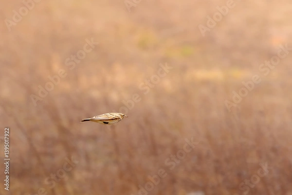 Fototapeta Yellowhammer caught in mid-flight