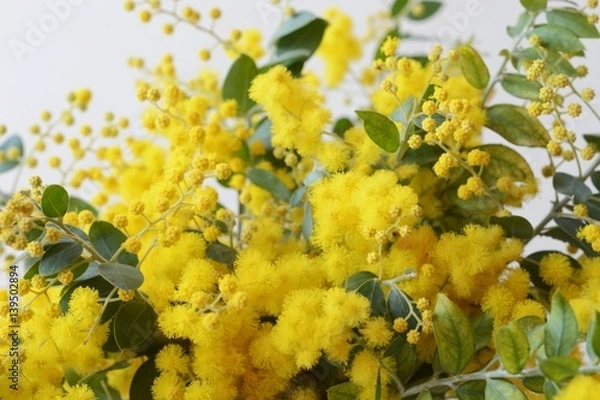 Obraz パールアカシアのアップ