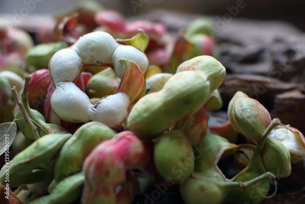 Fototapeta Manila tamarind , Pithecellobium dulce , Ripe Pithecellobium dulce bean, fruit concept.