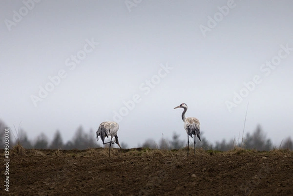 Fototapeta cranes are looking for food in the field