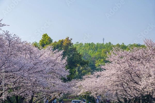 Fototapeta Cherry blossoms in full bloom at Wuhan University in spring