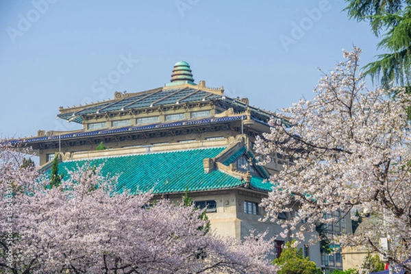 Fototapeta Cherry blossoms in full bloom at Wuhan University in spring
