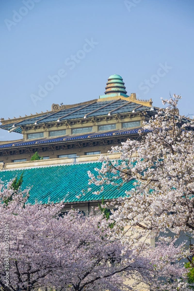 Fototapeta Cherry blossoms in full bloom at Wuhan University in spring