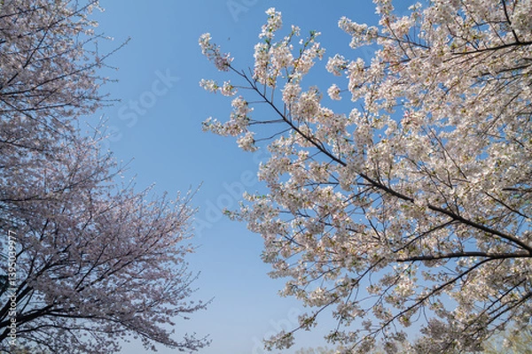Fototapeta Cherry blossoms in full bloom at Wuhan University in spring