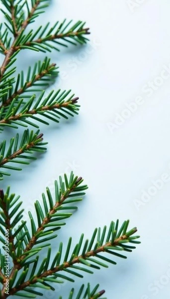 Fototapeta Small sprigs of fir branches with needles on white, snow, evergreen, pine