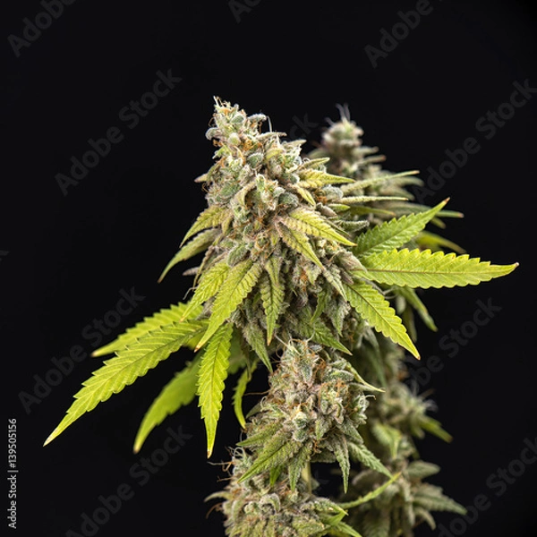 Fototapeta Cannabis cola (Thousand Oaks marijuana strain) with visible hairs and leaves on late flowering stage