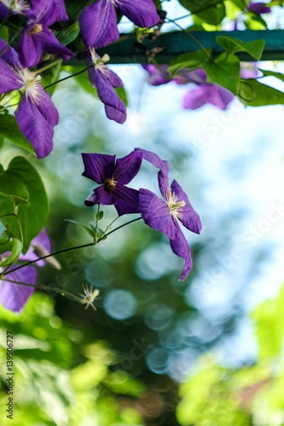Obraz Clematis flower with beautiful mellow background
