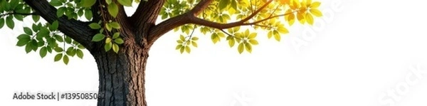Fototapeta Tree trunk and branches isolated on white background, branches, nature