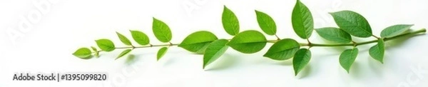 Fototapeta Isolated branch on a white surface with shadows, greenery, tree, foliage