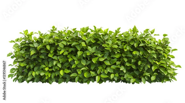 Fototapeta Beautiful Beech Hedge on Transparent Background for Creative Projects and Designs
