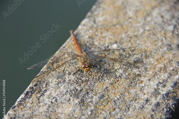 Obraz トンボ(茨城県)