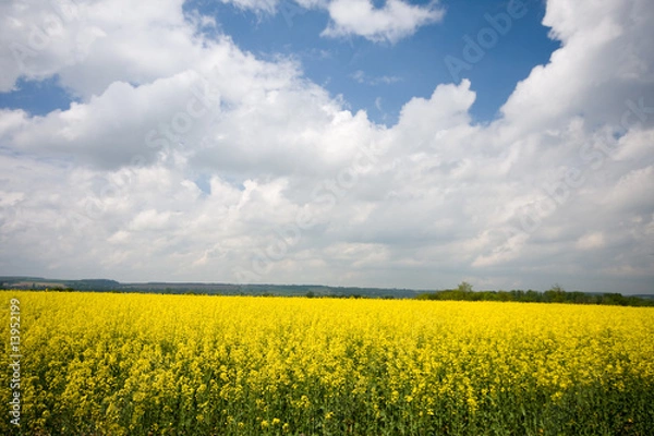 Obraz rape field