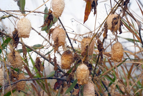 Obraz Dry fruits of Rabid cucumber or Echinocystis lobata plants