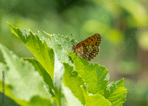 Obraz The heath fritillary (Mellicta athalia) butterfly resting on green leaf