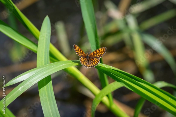 Obraz The heath fritillary (Mellicta athalia) butterfly resting on green reeds
