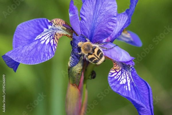 Obraz Closeup of the Eurasian bee beetle (Trichius fasciatus) on beautiful violet-blue flower of Siberian iris