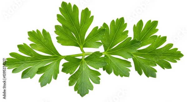 Fototapeta Fresh green parsley leaves arranged elegantly on a white background for culinary use