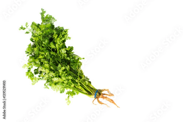 Obraz Green coriander on PNG background