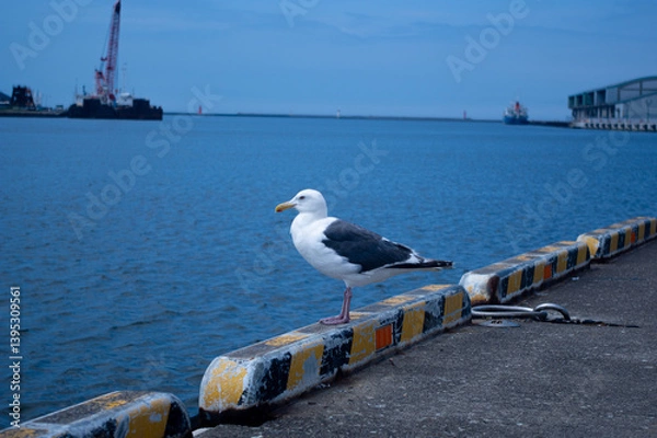 Obraz 波止場のカモメ