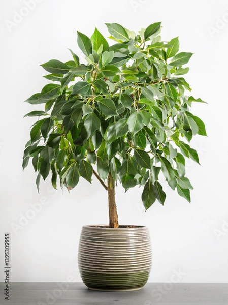 Fototapeta A well-proportioned Ficus benjamina, commonly known as a Weeping Fig, displayed against a clean, bright background, likely in a studio setting.