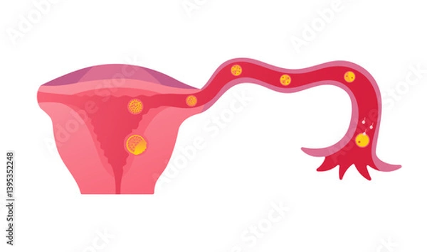 Obraz Fertilization Process in Fallopian Tube and Early Embryonic Development