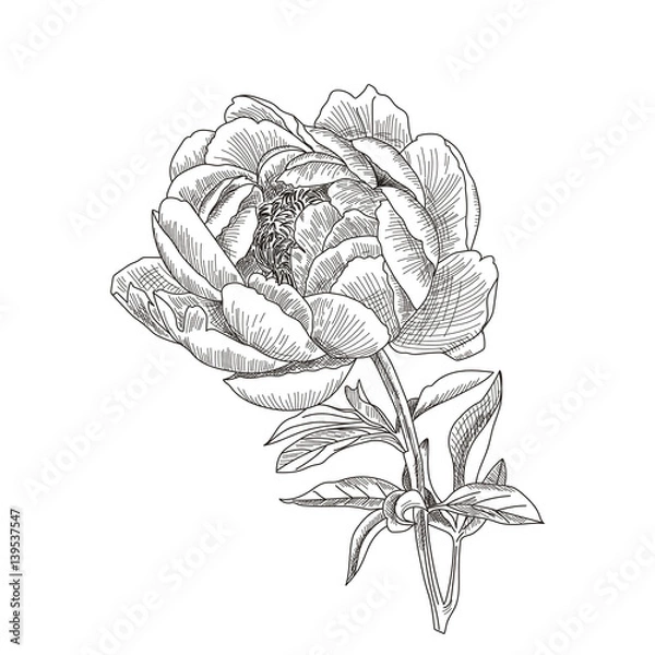 Fototapeta Hand drawn sketch flower peony closeup. Summer flower in Botanical style. Card or invitation for your design. Vector illustration isolated on white background.