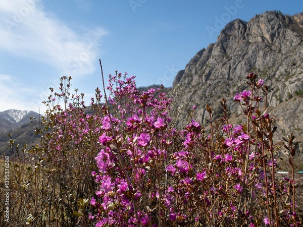Obraz Purple-pink flowers of Maralnik (Siberian sakura) (Lat. Rhododendron ledebourii) in the Altai Mountains in spring