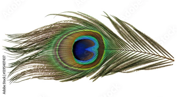 Fototapeta Isolated Peacock Feather