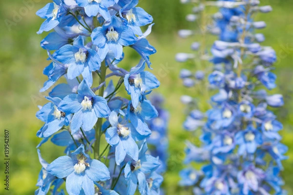 Fototapeta Flower Delphinium