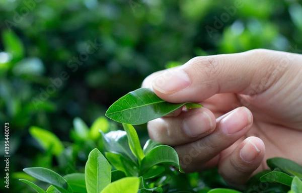Fototapeta The life energy is reused, and the exquisite and bright green leaves highlight the natural texture and details. This photo gives a feeling of calmness and connection with the natural world. .