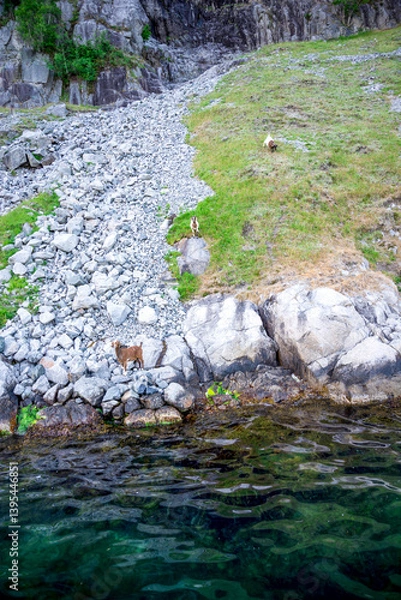 Fototapeta Mountain Goats Grazing Near Rocky Cliffs at Coastline of Lysefjord Fjord, Stavanger, Norway, June 2018