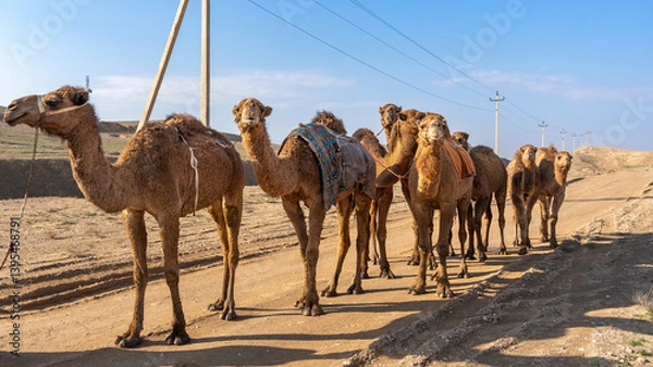 Fototapeta a herd of camels by the road, Mazar-I-Sharif highway, Kabul, Afghanistan