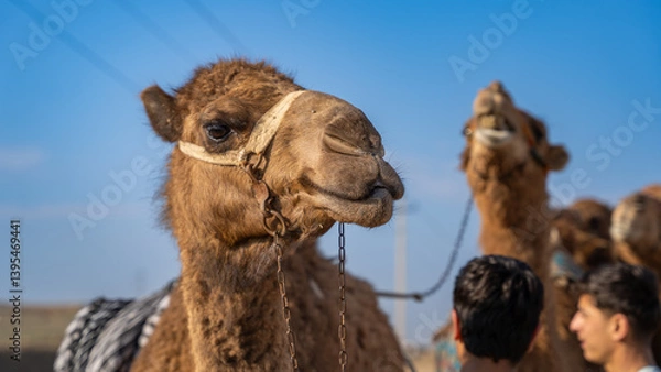 Fototapeta a herd of camels by the road, Mazar-I-Sharif highway, Kabul, Afghanistan