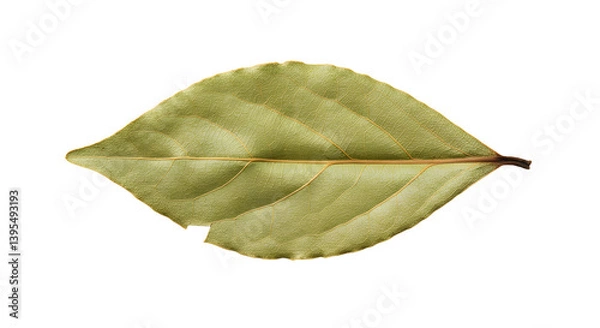 Obraz Single dried bay leaf with jagged edges on transparent background