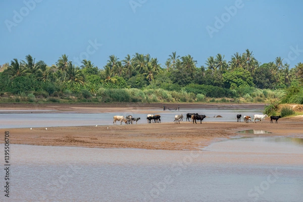 Obraz stado krów u wodopoju