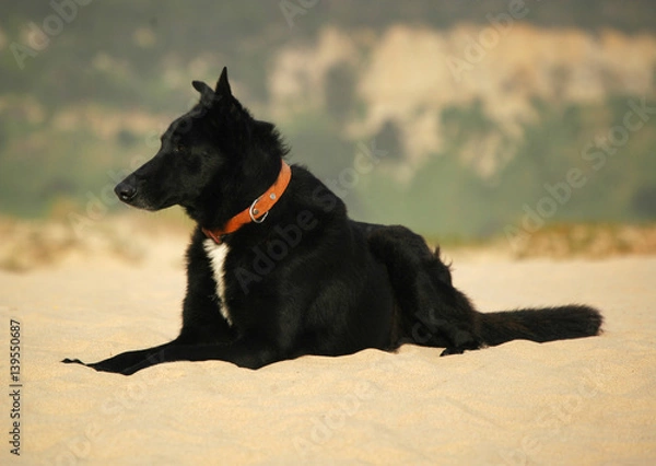 Fototapeta cão preto