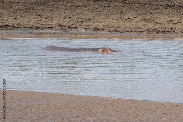 Fototapeta hipopotam nilowy (Hippopotamus amphibius) kąpiący się w rzece Galana. Kenia, Afryka