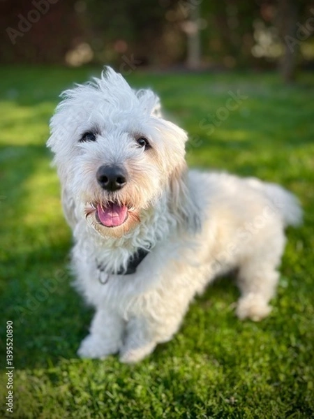 Obraz petit chien de compagnie