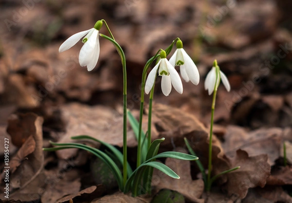 Fototapeta Snowdrop spring flowers. Delicate Snowdrop flower is one of the spring symbols telling us winter is leaving and we have warmer times ahead. Fresh green well complementing the white blossoms.