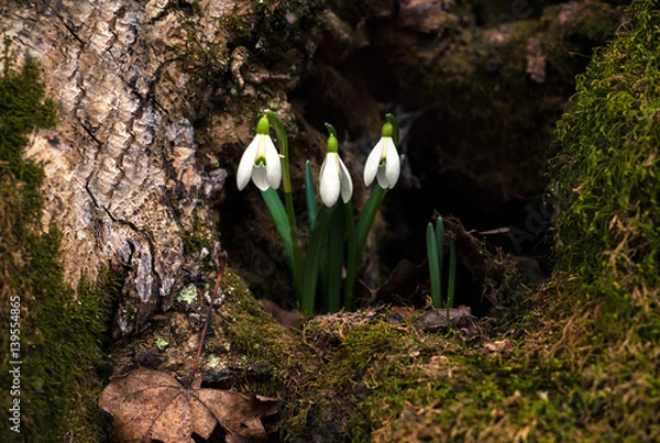 Fototapeta Snowdrop spring flowers. Delicate Snowdrop flower is one of the spring symbols telling us winter is leaving and we have warmer times ahead. Fresh green well complementing the white blossoms.