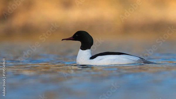 Fototapeta Male goosander or common merganser (Mergus merganser) swimming on the River Tay on a spring evening, Scotland. 