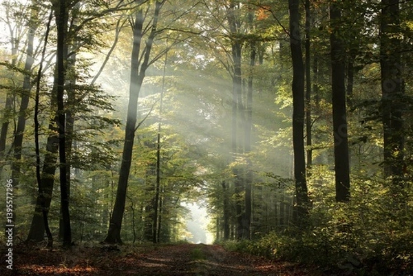 Fototapeta A forest path among beech trees on a misty autumn morning, October, Poland