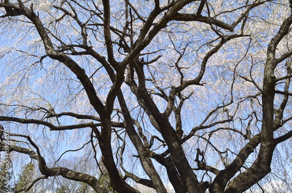 Fototapeta 青空と満開のサクラ