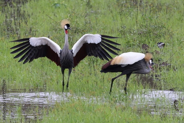 Fototapeta Splendid feathers of Crane